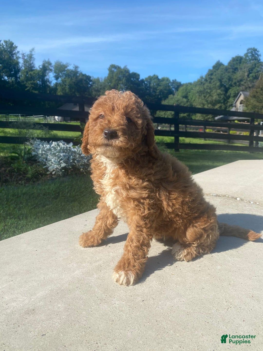 Mini Goldendoodle dogs for sale: Darla - Image 10