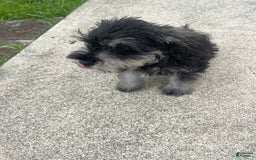 Miniature Schnauzer dogs for sale: Pepper And Gray - Image 5