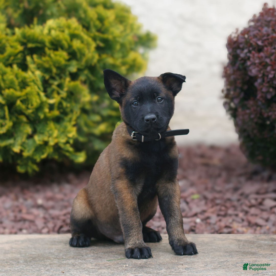 Belgian Malinois dogs for sale: Dominic - Image 2