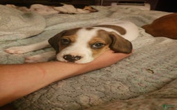 Beagle dogs for sale: Laney - Image 5
