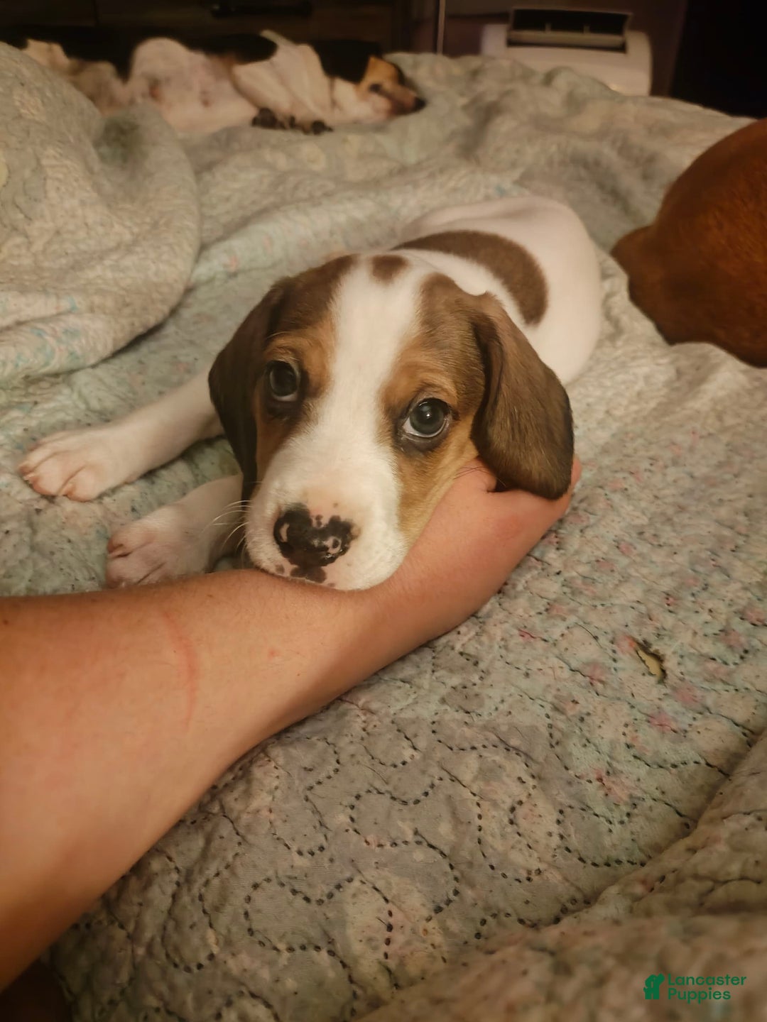 Beagle dogs for sale: Laney - Image 5