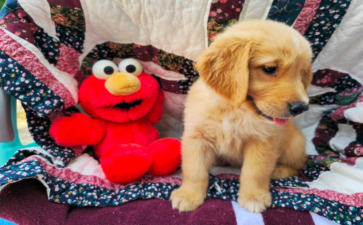 Golden Retriever dogs for sale - Ad 1