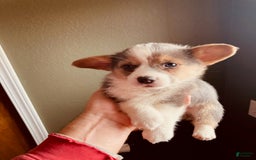 Welsh Corgi Pembroke dogs for sale: Bluie Girl - Image 1