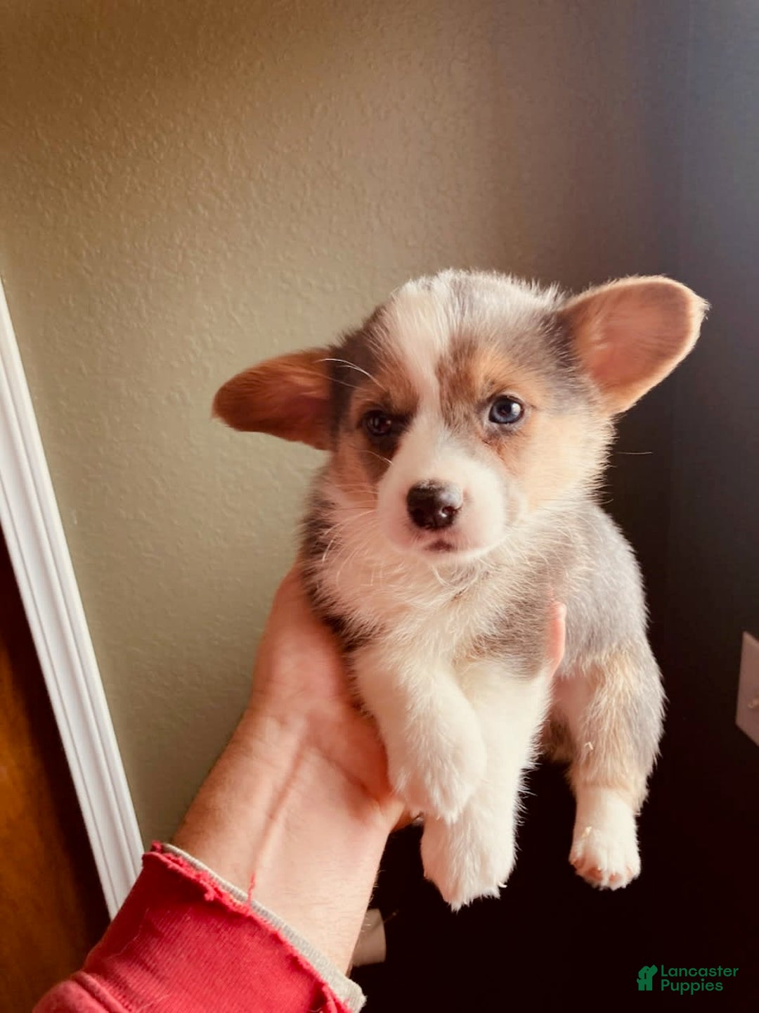 Welsh Corgi Pembroke dogs for sale: Bluie Girl - Image 1