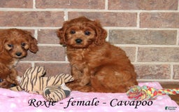 Cavapoo dogs for sale: Roxie - Image 3