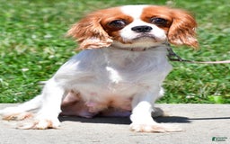 Cavalier King Charles Spaniel dogs for sale: Callie - Image 8