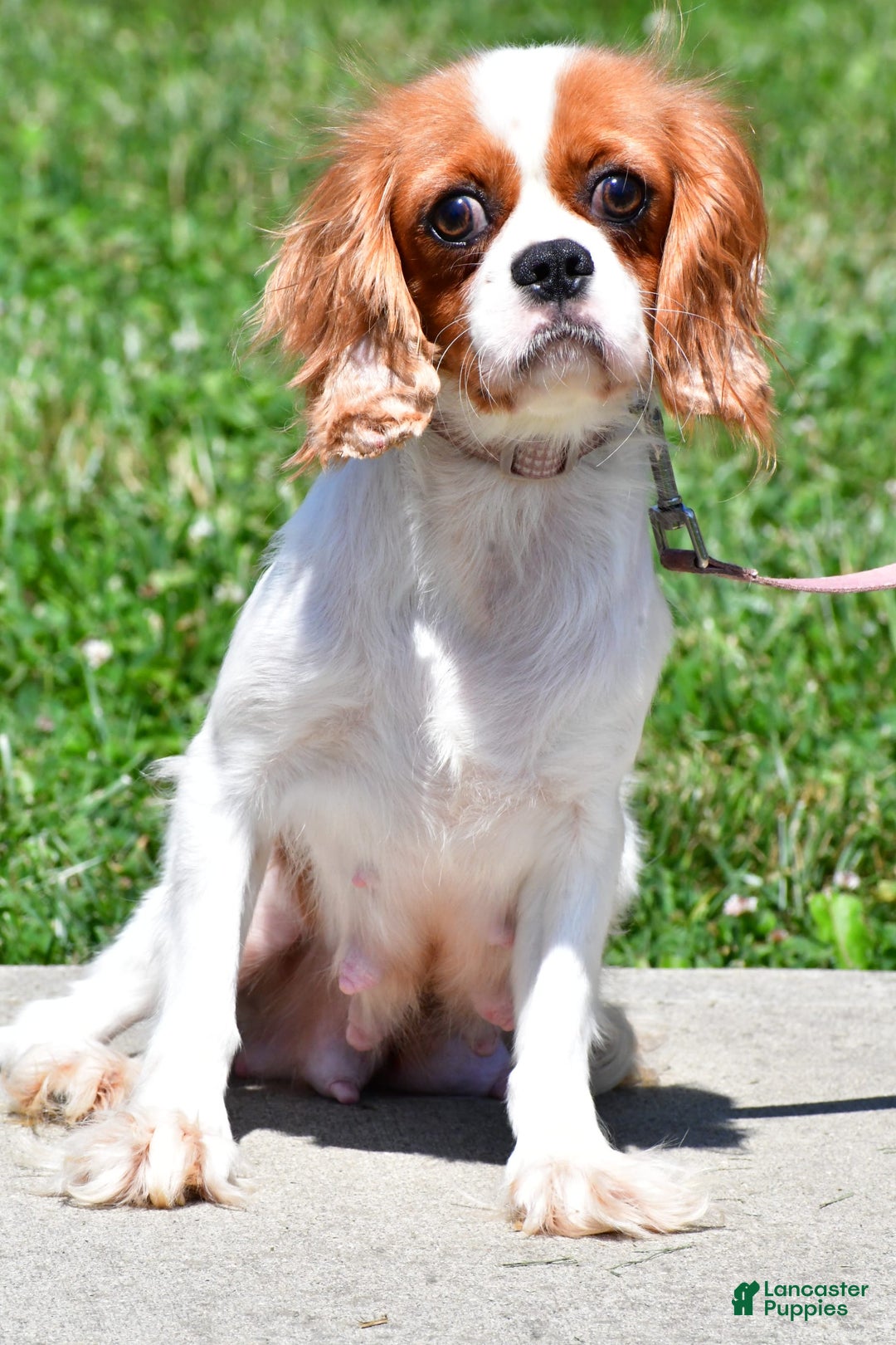 Cavalier King Charles Spaniel dogs for sale: Callie - Image 8