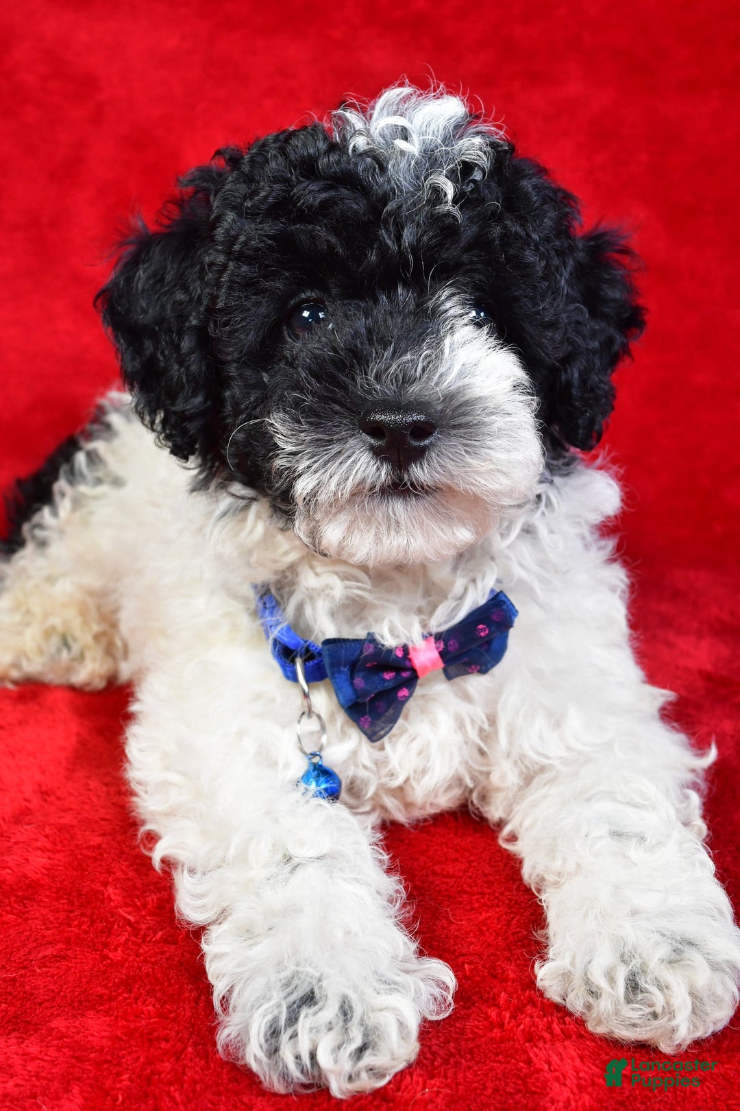 Miniature Poodle dogs for sale: Logan - Image 10