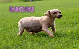 Miniature Poodle dogs for sale: Proctor - Image 10