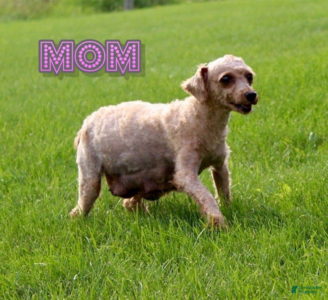 Miniature Poodle dogs for sale: Proctor - Image 10