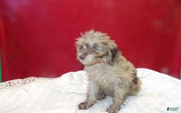 Aussiedoodle dogs for sale: COLOR - Image 2