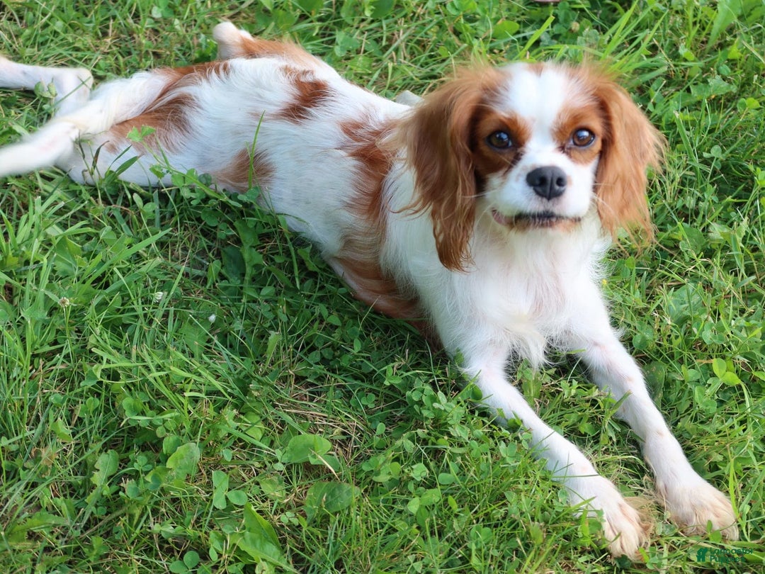 Cavalier King Charles Spaniel dogs for sale: Sage - Image 21