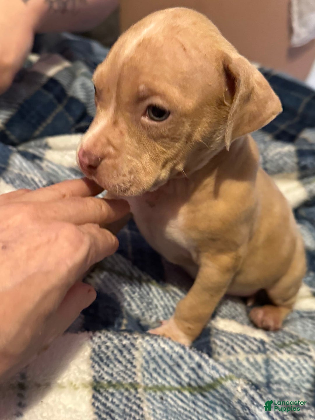 American Bully dogs for sale: Little Leo - Image 8
