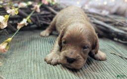 Cavapoo dogs for sale: Apollo - Image 1