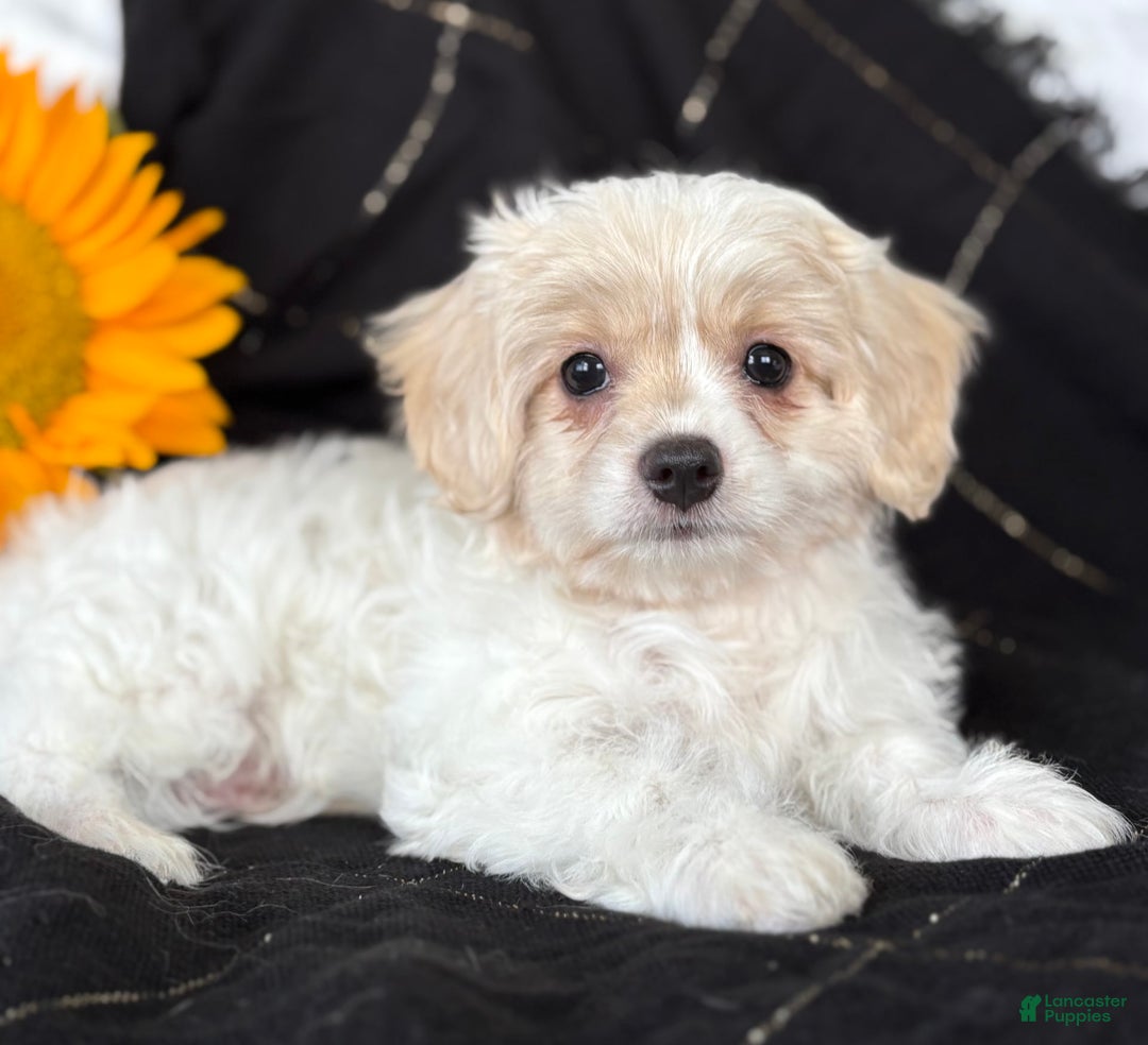 Maltese dogs for sale: EMORY - Image 1