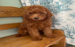 Cavapoo dogs for sale: Olivia - Image 3
