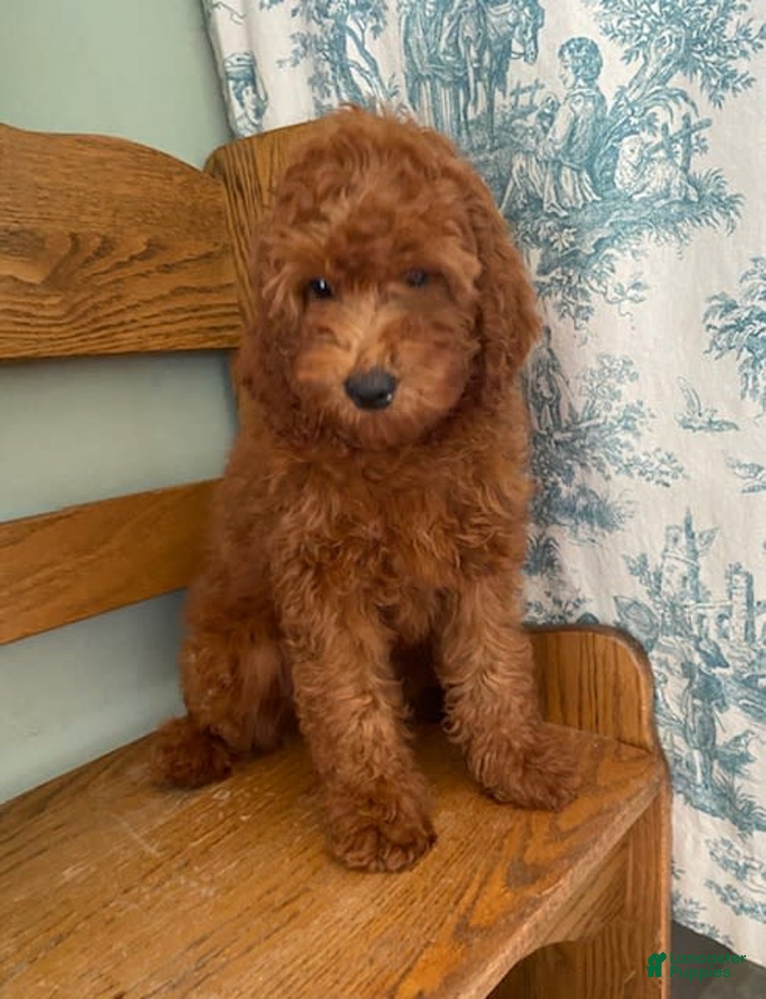 Cavapoo dogs for sale: Olivia - Image 3