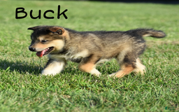 Alaskan Malamute dogs for sale: Buck - Image 1