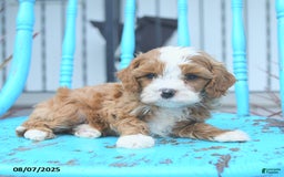 Cavapoo dogs for sale: Action - Image 5