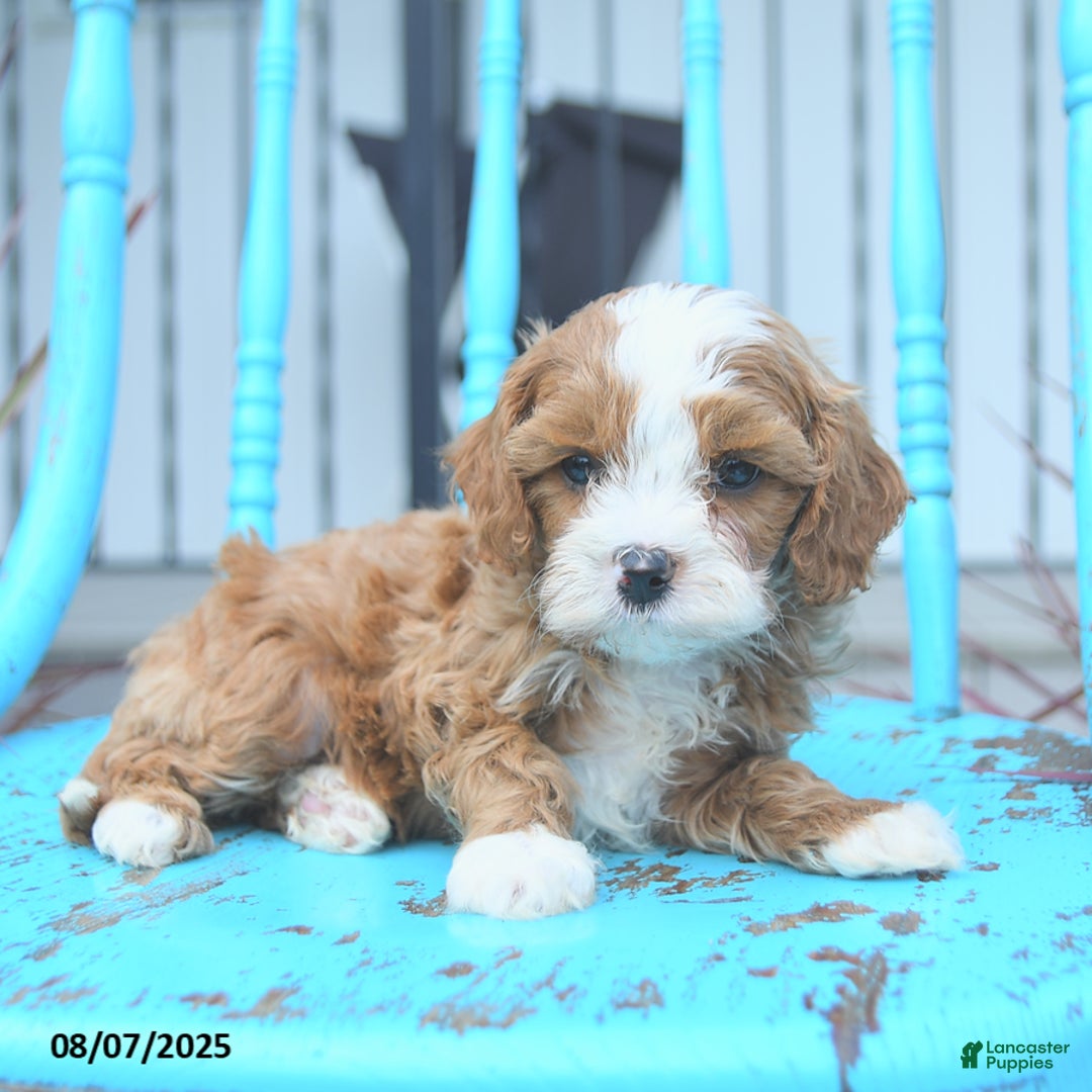 Cavapoo dogs for sale: Action - Image 5
