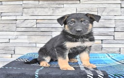 German Shepherd dogs for sale: Sofia - Image 1