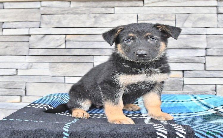 German Shepherd dogs for sale - Ad 3