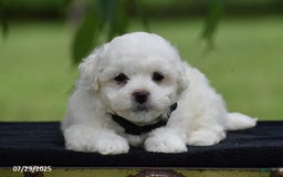 Bichon Frise dogs for sale: Tony - Image 3
