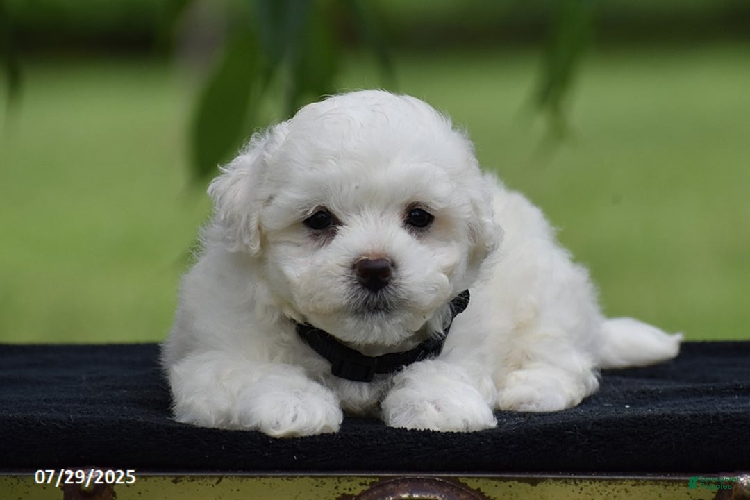 Bichon Frise dogs for sale: Tony - Image 3