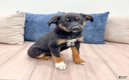 Miniature Australian Shepherd dogs for sale: Miniature Australian Shepherd 3 puppies - Image 6