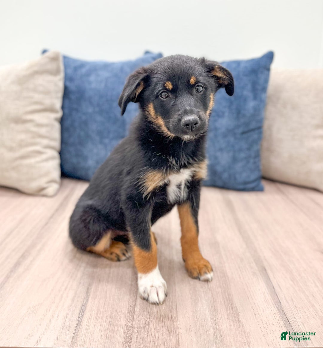 Miniature Australian Shepherd dogs for sale: Miniature Australian Shepherd 3 puppies - Image 6