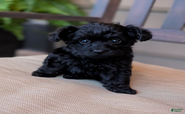 Yorkiepoo dogs - Advert 28