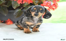 Miniature Dachshund dogs for sale: Nicholas - Image 3