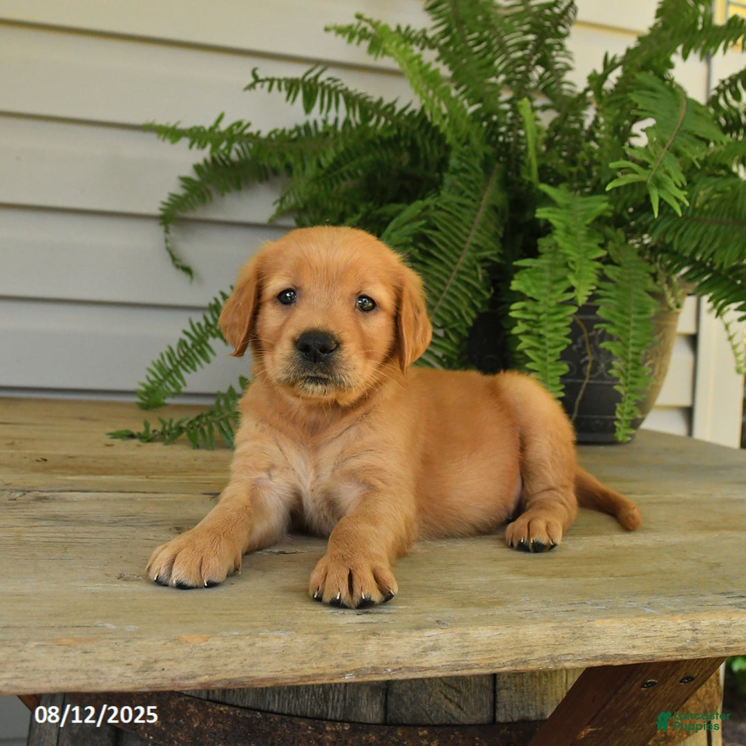 Golden Retriever dogs for sale: Mollie - Image 5