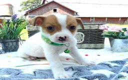 Jack Russell Terrier dogs for sale: Jared - Image 1