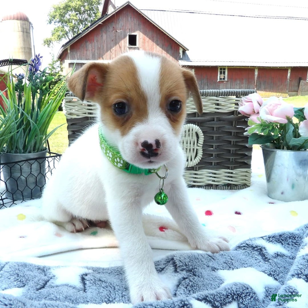 Jack Russell Terrier dogs for sale: Jared - Image 1