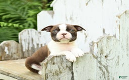 Boston Terrier dogs for sale: Hickory - Image 1