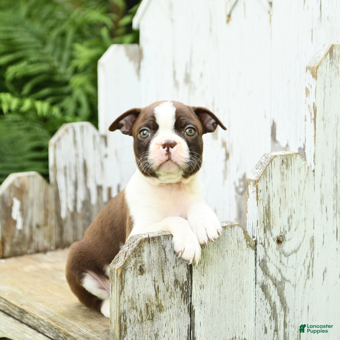 Boston Terrier dogs for sale: Hickory - Image 1