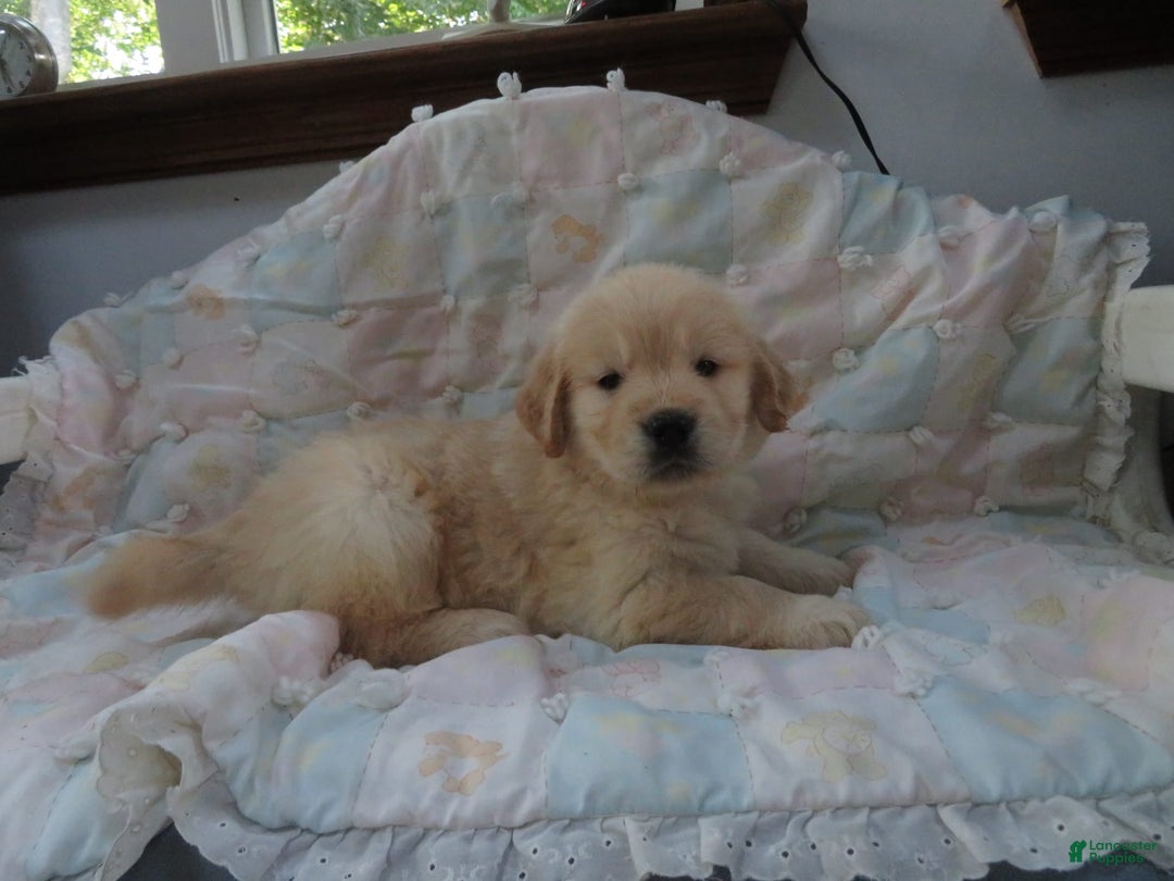 Golden Retriever dogs for sale: Erin - Image 28