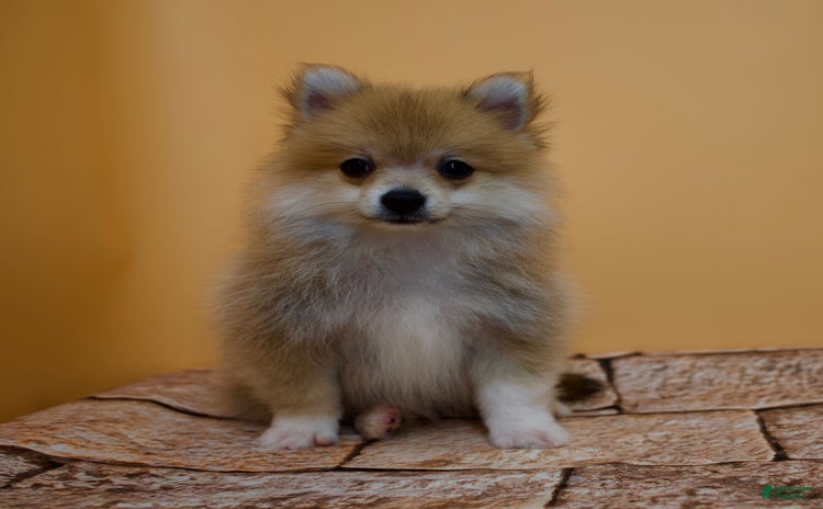 Pomeranian dogs for sale - Ad 4