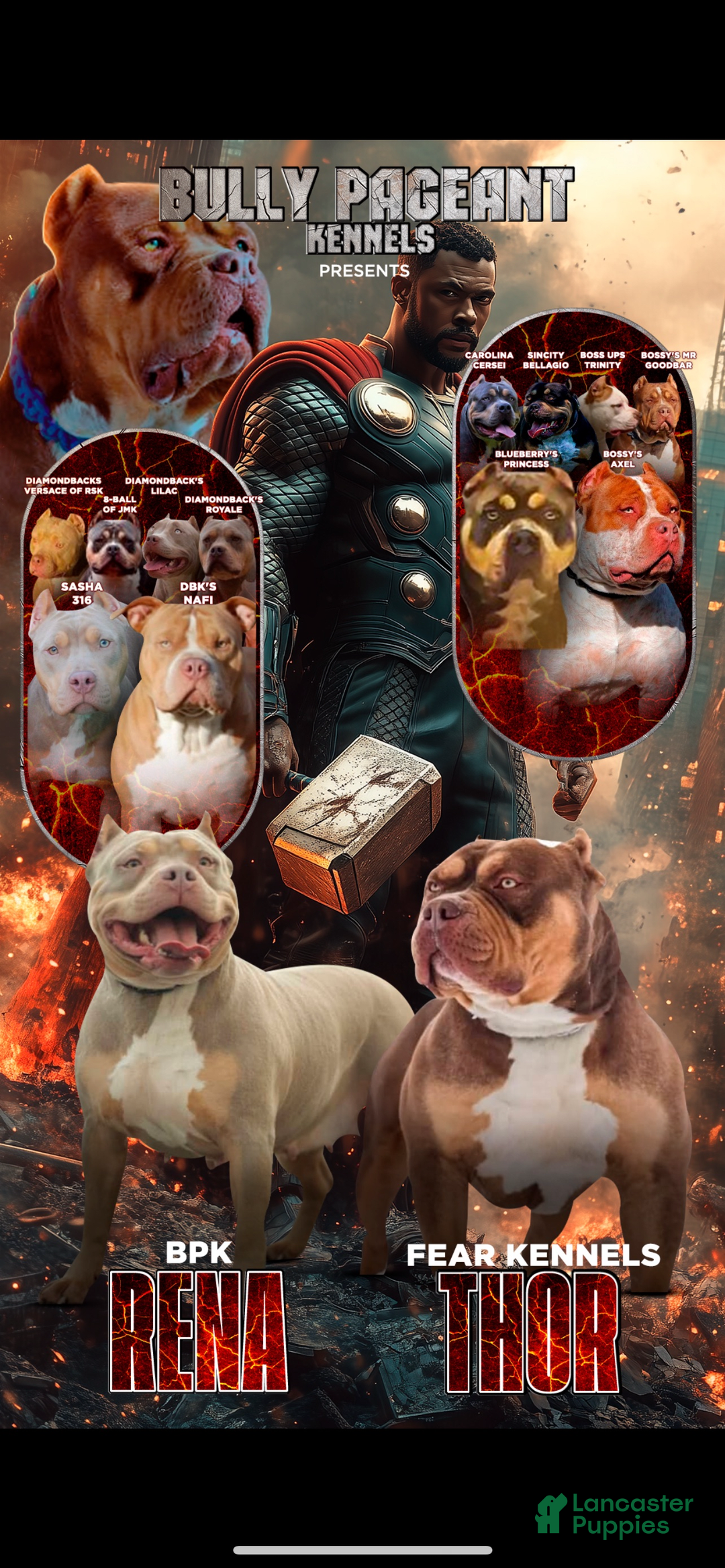 American Bully dogs for sale: Simba - Image 3