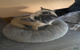 French Bulldog dogs for sale: Colonel - Image 2