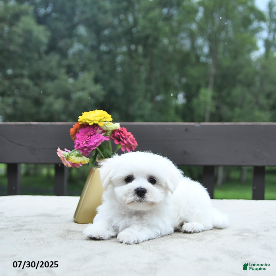 Maltese dogs for sale: Titus - Image 2