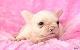French Bulldog dogs for sale: Bella - Image 6
