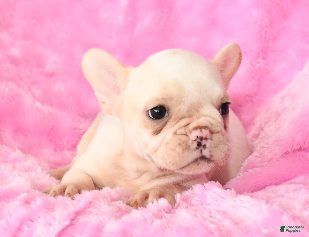 French Bulldog dogs for sale: Bella - Image 6
