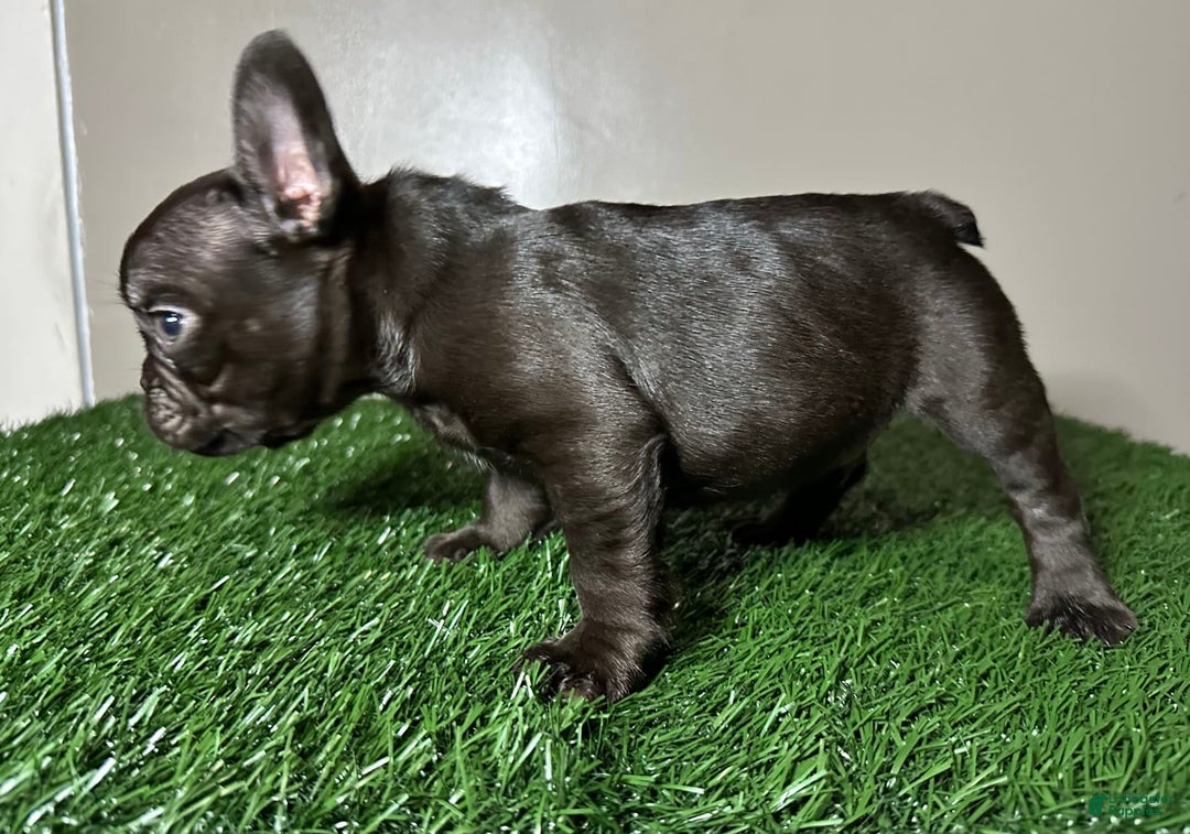 French Bulldog dogs for sale: Max - Image 2