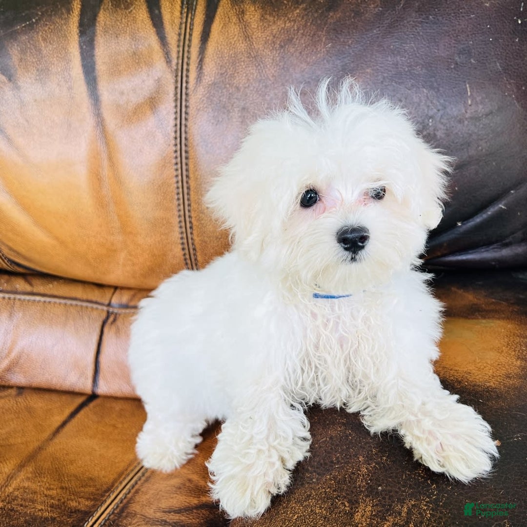 Maltese dogs for sale: Beau - Image 23