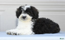 Maltipoo dogs for sale: Marshall - Image 3