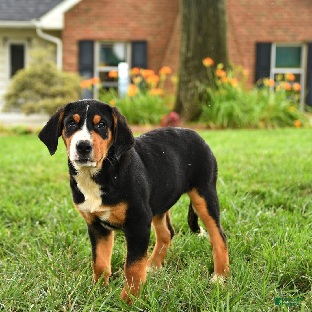 Greater Swiss Mountain Dog dogs for sale: Cheyenne - Image 5