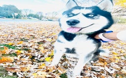 Siberian Husky dogs for sale: Skunky - Image 11