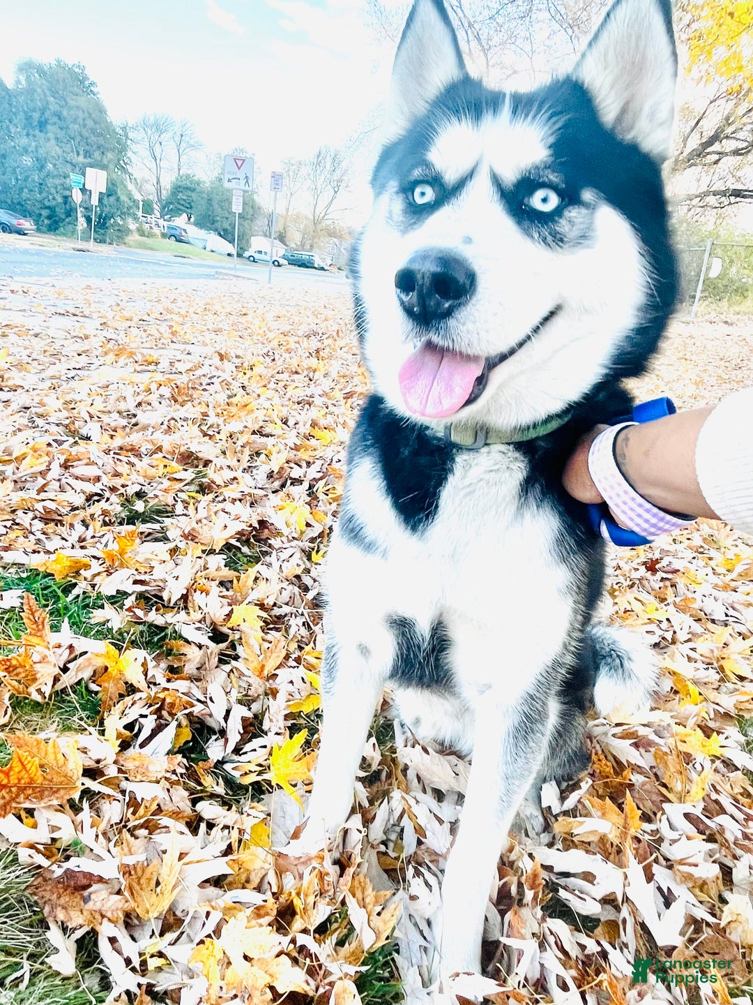 Siberian Husky dogs for sale: Skunky - Image 11